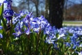 Fragile blue small spring flowers