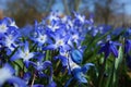 Fragile blue small spring flowers in park