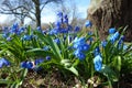 Fragile blue small spring flowers in park