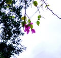 Fragile and Bougainvillea