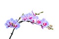 Fragile branch of vibrant purple blue colored orchids