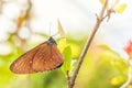 A fragile brown butterfly Euploea sits on a green leaf