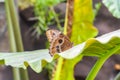 Fragile brown butterfly on vivid green leaf inside a greenhouse tropical garden