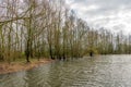 Fragile budding trees on the bank of a creek Royalty Free Stock Photo