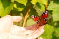 Fragile butterfly resting