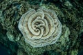 Fragile Coral Colony Royalty Free Stock Photo