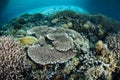 Fragile Coral Reef in Indonesia Royalty Free Stock Photo