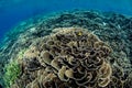 Fragile Corals Grow in Indonesia