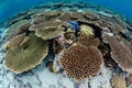 Fragile Corals in Indonesia Royalty Free Stock Photo