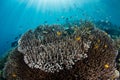 Fragile Corals in Raja Ampat Royalty Free Stock Photo