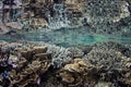 Fragile Corals Reflected in Calm Ocean Surface