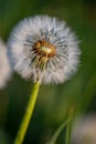 Fragile Dandelion blowball flower macro in spring backlight shows the natural vulnerability and lightness of dandelion seeds Royalty Free Stock Photo