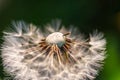 Fragile Dandelion blowball flower macro in spring backlight shows the natural vulnerability and lightness of dandelion seeds Royalty Free Stock Photo