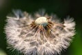 Fragile Dandelion blowball flower macro in spring backlight shows the natural vulnerability and lightness of dandelion seeds Royalty Free Stock Photo