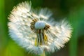 Fragile Dandelion blowball flower macro in spring backlight shows the natural vulnerability and lightness of dandelion seeds Royalty Free Stock Photo