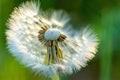 Fragile Dandelion blowball flower macro in spring backlight shows the natural vulnerability and lightness of dandelion seeds Royalty Free Stock Photo