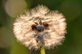 Fragile Dandelion blowball flower macro in spring backlight shows the natural vulnerability and lightness of dandelion seeds Royalty Free Stock Photo