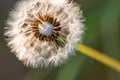 Fragile Dandelion blowball flower macro in spring backlight shows the natural vulnerability and lightness of dandelion seeds Royalty Free Stock Photo