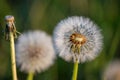 Fragile Dandelion blowball flower macro in spring backlight shows the natural vulnerability and lightness of dandelion seeds Royalty Free Stock Photo