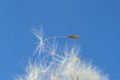 Fragile Dandelion Seeds close-up, Blue Sky. Abstract natural background Royalty Free Stock Photo