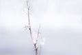 Fragile, dead plant covered with ice and snow crystals