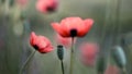 Small, sunny, poppy flowers. Wild flower in all its glory. Royalty Free Stock Photo