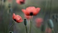 Small, sunny, poppy flowers. Wild flower in all its glory. Royalty Free Stock Photo