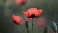 Small, sunny, poppy flowers. Wild flower in all its glory. Royalty Free Stock Photo