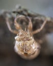 All that remains of a cicada is an empty shell clinging to the rough bark of a tree. Royalty Free Stock Photo