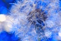 White fragile fluff of dandelion blowball on blue background. Parachut