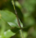 Fragile Forktail Royalty Free Stock Photo