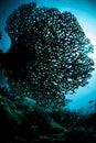 Fragile But Healthy Coral Colony in Raja Ampat Royalty Free Stock Photo