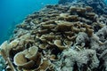 Fragile Lettuce Corals on Healthy Reef in Indonesia