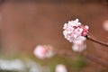 A close-up of pink blossom growing in abundance against a soft brown natural background Royalty Free Stock Photo