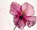 A fragile magenta blossom with delicate filaments the subtle details revealed as one draw nearer. Trendy color of 2023 Royalty Free Stock Photo