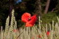 Fragile paper thin petals on scarlet poppy