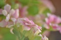 Fragile pink flower of Kalanchoe