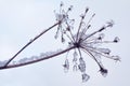 Fragile plant covered with ice and snow crystals