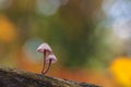 Fragile psathyrella toadstools on an old trunk Royalty Free Stock Photo