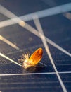 Fragile Seed of Nature on a Solar Panel Royalty Free Stock Photo