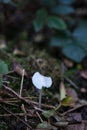 Fragile small mushroom in forest