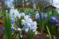 Fragile small spring flower Puschkinia Scilloides in city park in Helsingborg