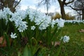 Fragile small spring flower Puschkinia Scilloides