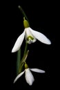 Fragile Snowdrop as harbinger of wonderful spring time