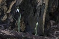 Fragile snowdrop flower in spring