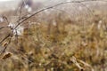 Fragile spider net in early in a foggy wet and cold morning Royalty Free Stock Photo