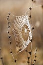 Fragile spider net in early in a foggy wet and cold morning Royalty Free Stock Photo
