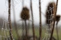 Fragile spider net in early in a foggy wet and cold morning Royalty Free Stock Photo