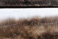 Fragile spider net in early in a foggy wet and cold morning Royalty Free Stock Photo