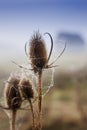 Fragile spider net in early in a foggy wet and cold morning Royalty Free Stock Photo